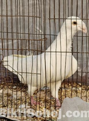 বিউটি হুমা নর